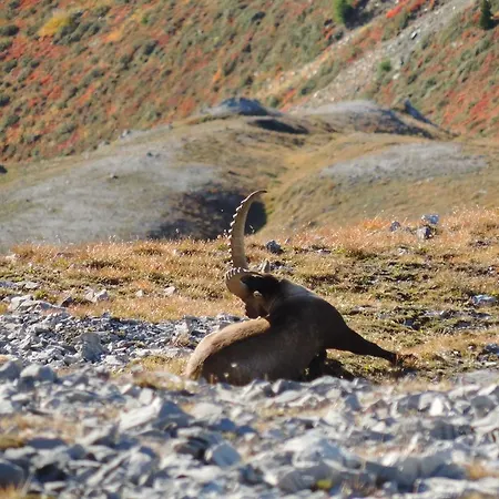 Ibex Pensionat