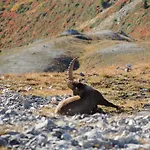 Ibex بيت ضيافة